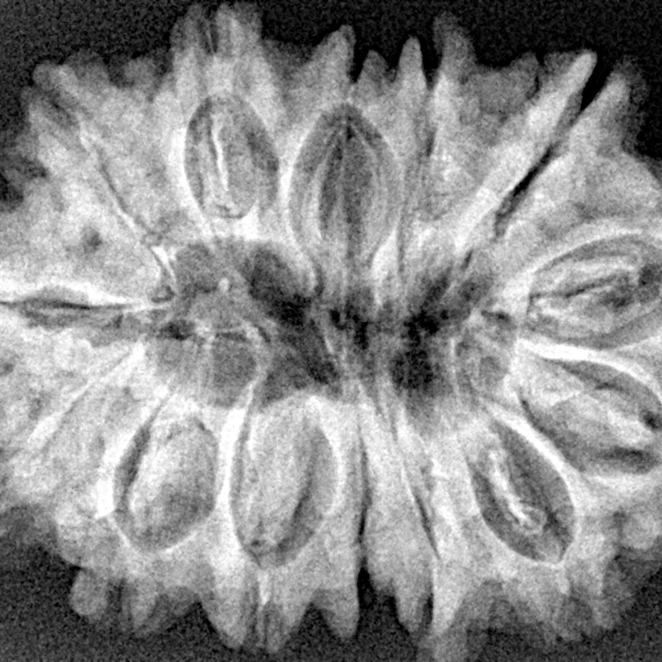 14 Mukhi Rudraksha 32.3mm 6.37gm - Xray