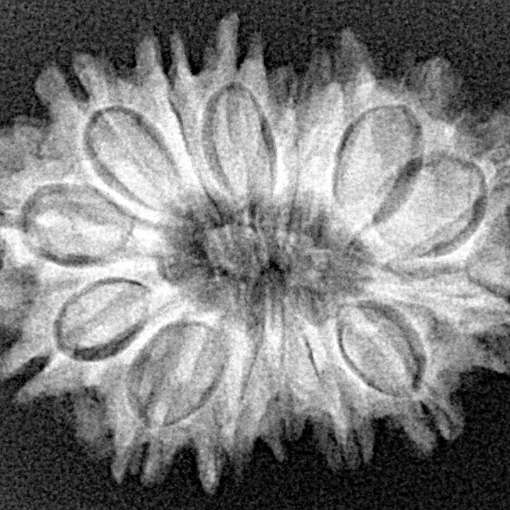 15 Mukhi Rudraksha 27.1mm 3.84gm - Xray