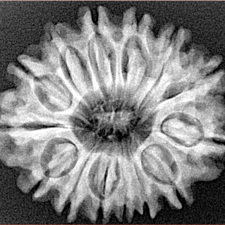 14 Mukhi Rudraksha 27.2mm 4.67gm - Xray