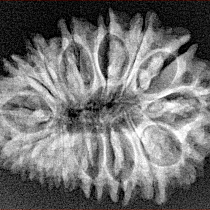 16 Mukhi Rudraksha 27mm 3.11gm - Xray