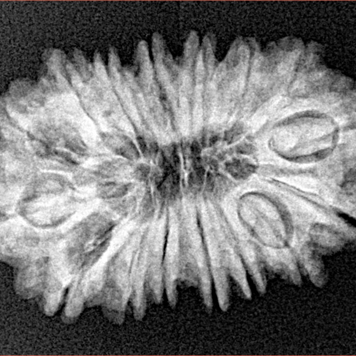 16 Mukhi Rudraksha 28mm 3.72gm - Xray