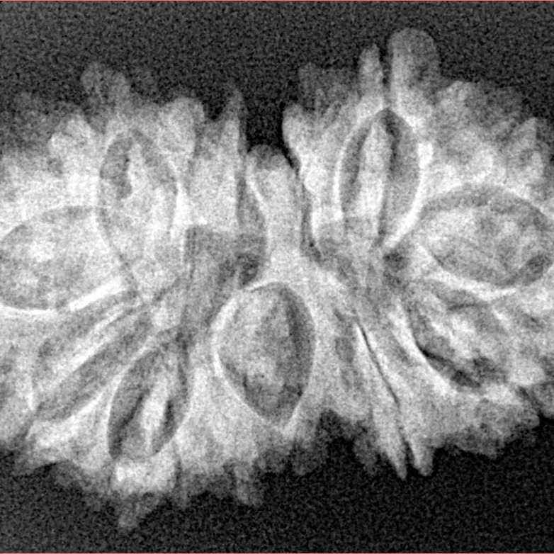 16 Mukhi Gaurishankar 31.4mm 4.45gm - Xray