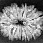 14 Mukhi Rudraksha 28.2mm 4.59gm - Xray