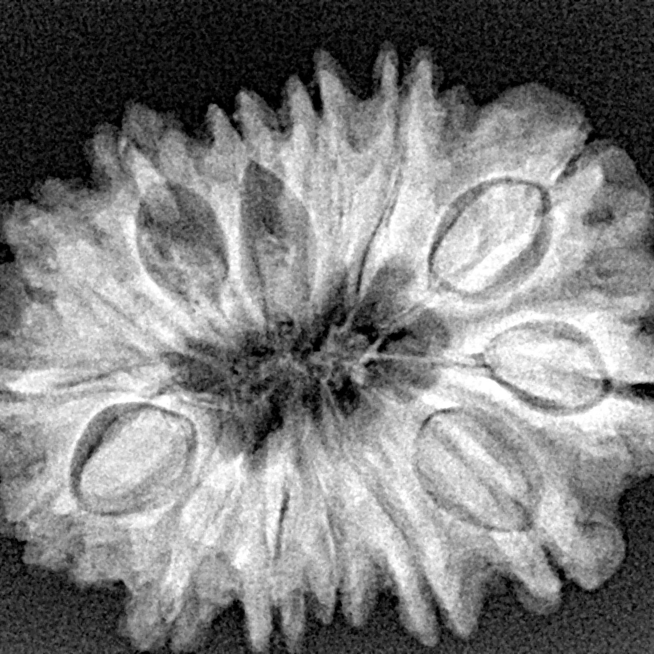 14 Mukhi Rudraksha 28.8mm 5gm - Xray