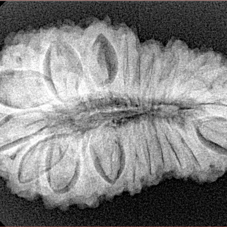 24 Mukhi Rudraksha 32.7mm 5.38gm - Xray