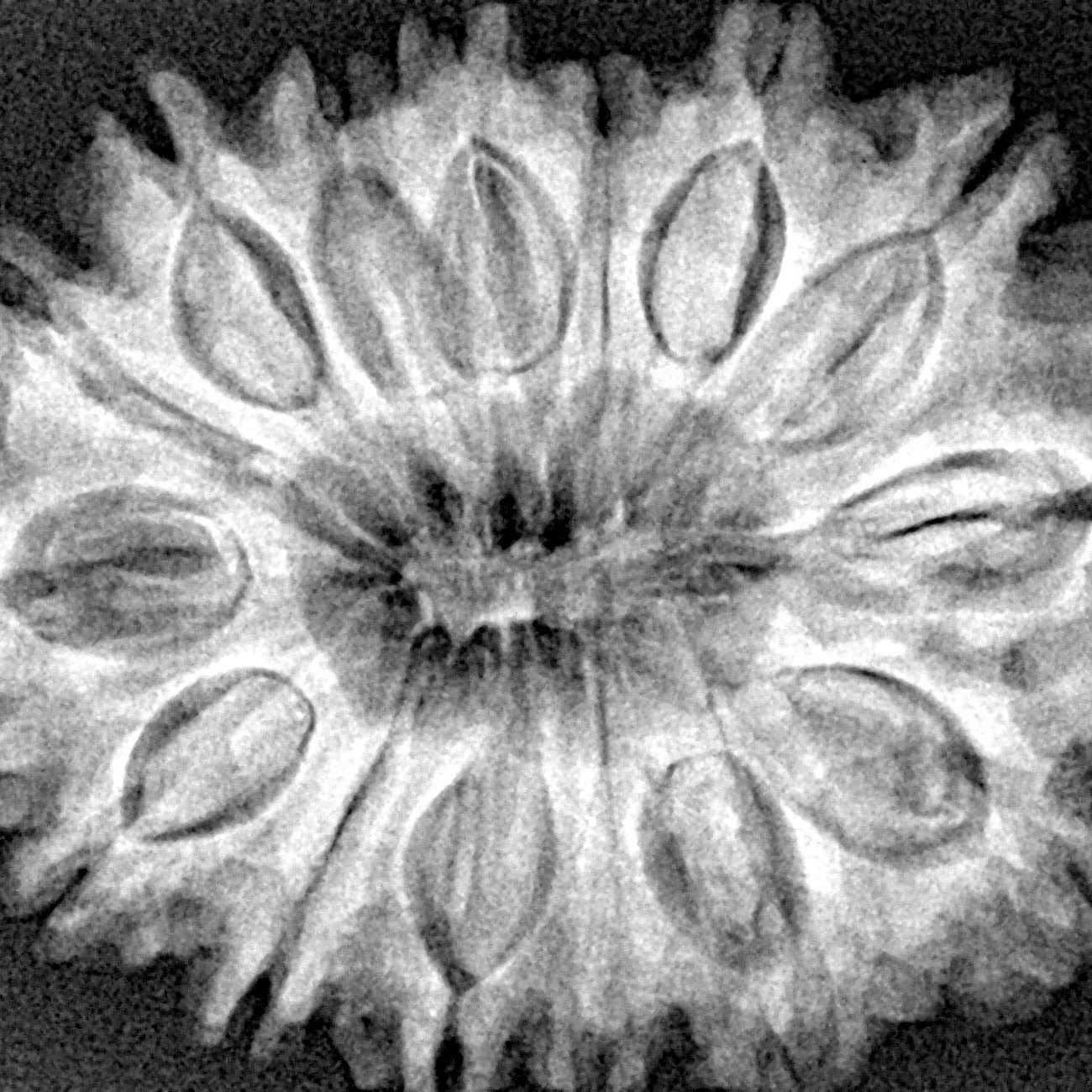 15 Mukhi Rudraksha 32.7mm 6.49gm - Xray