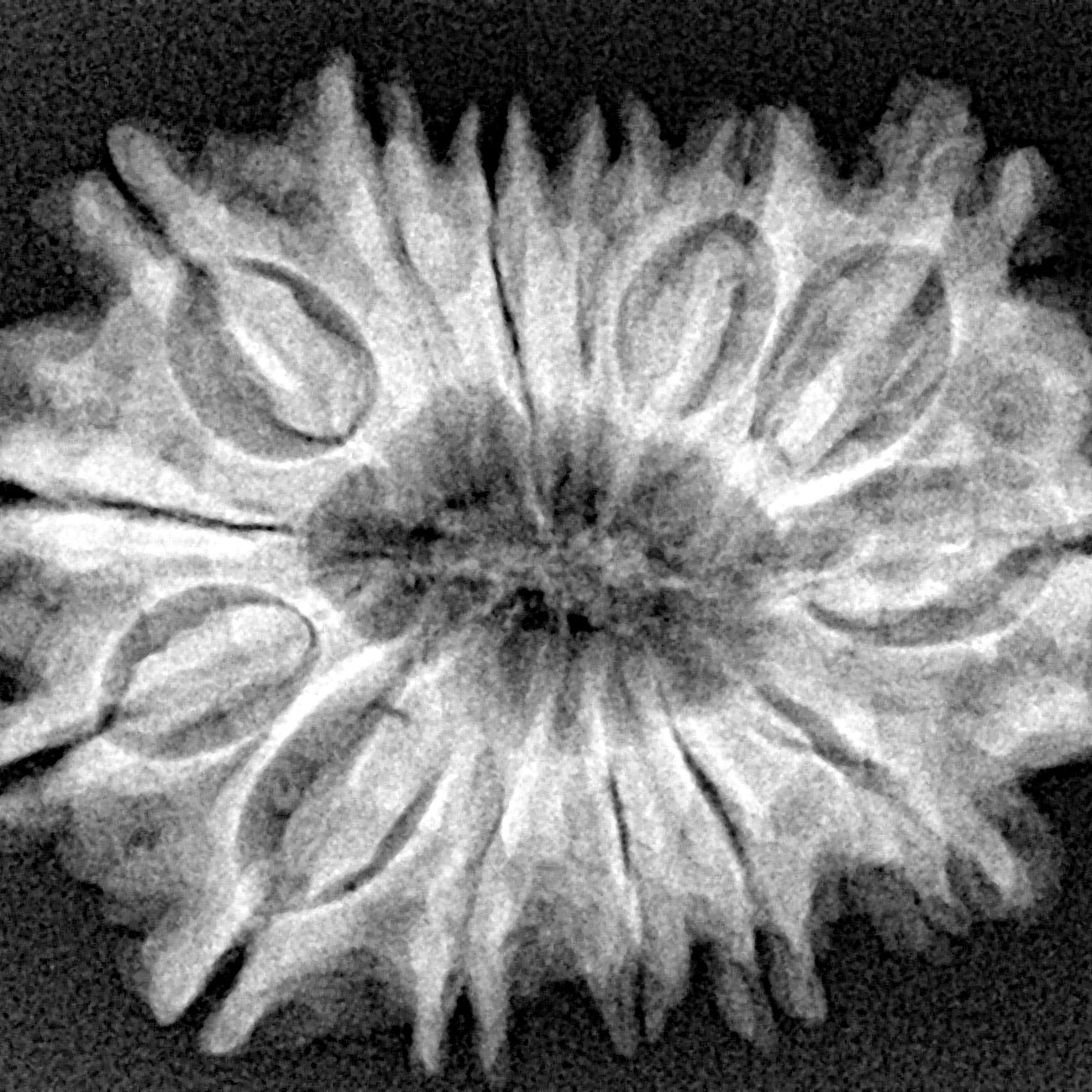 14 Mukhi Rudraksha 30.2mm 5gm - Origin: Nepal - Xray