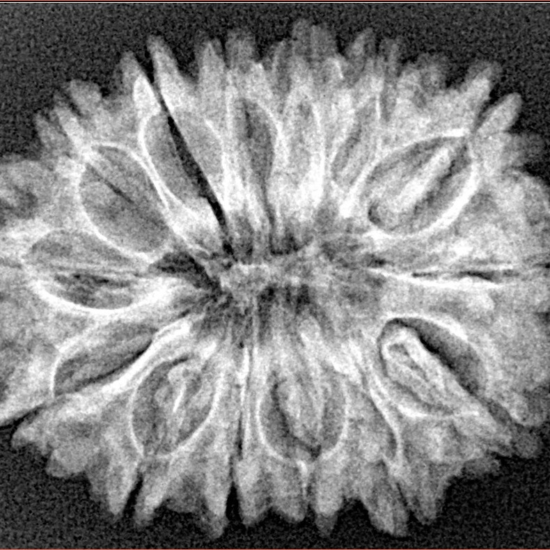 14 Mukhi Rudraksha 29.6mm 4.6gm - Xray