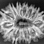 15 Mukhi Rudraksha 30.5mm 4gm - Xray