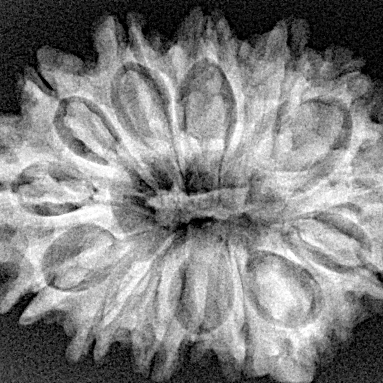 14 Mukhi Ganesh 31mm 5.3gm - Xray