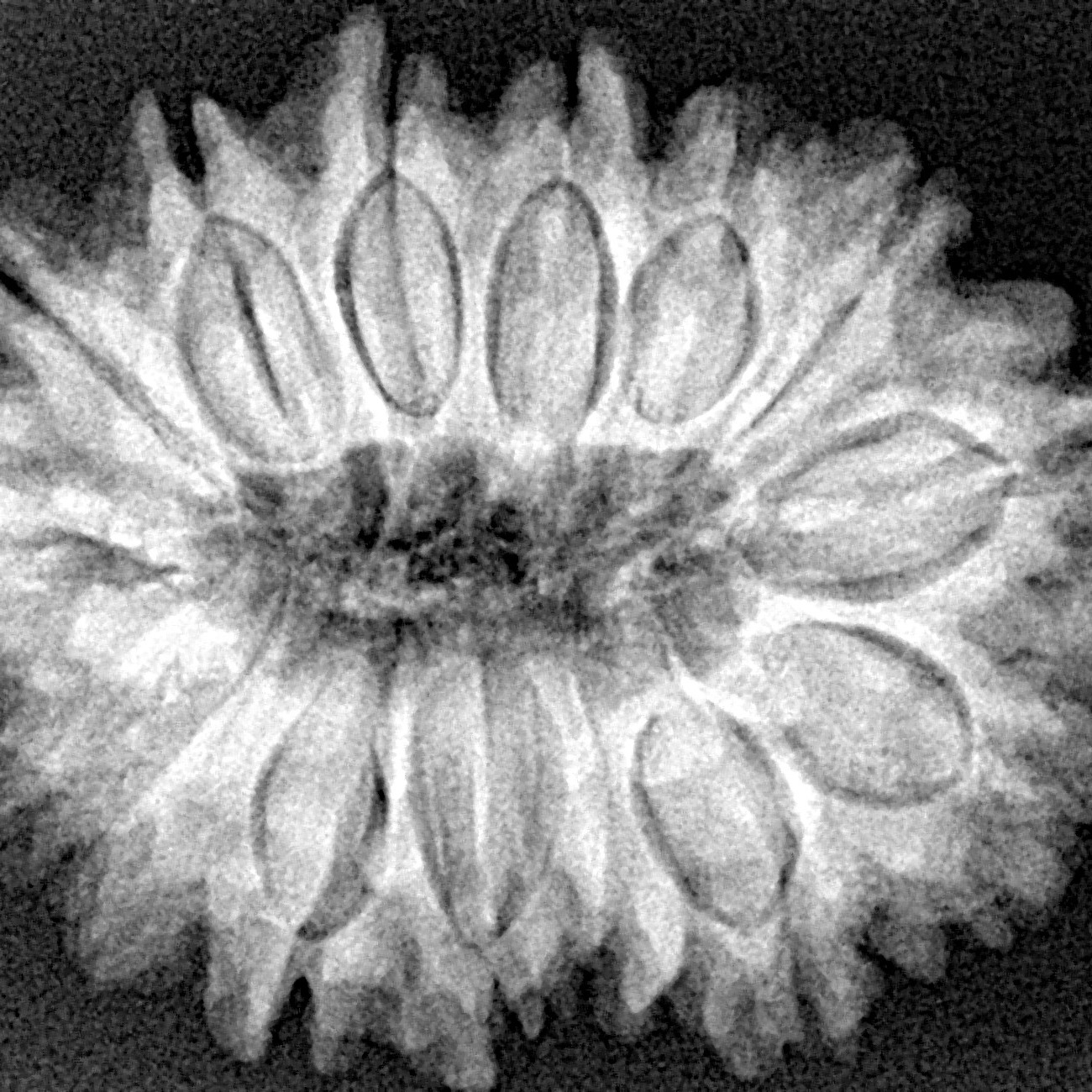 15 Mukhi Rudraksha 30.3mm 5.75gm - Xray