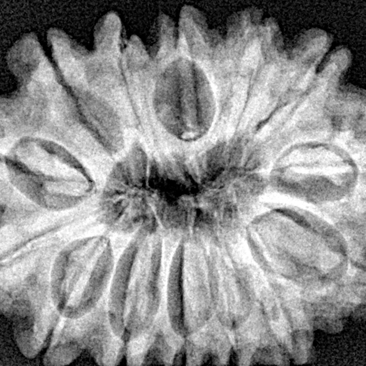 14 Mukhi Rudraksha 29mm 5.31gm - Xray