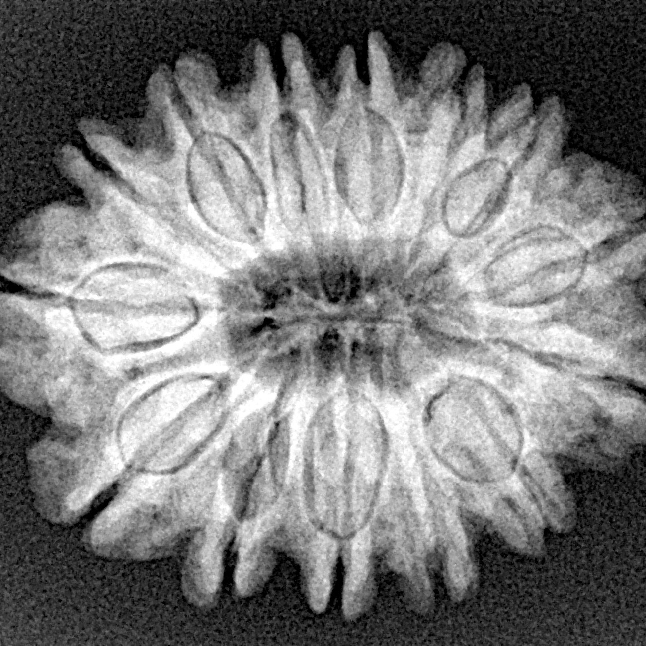 14 Mukhi Rudraksha 26.5mm 4.7gm - Xray