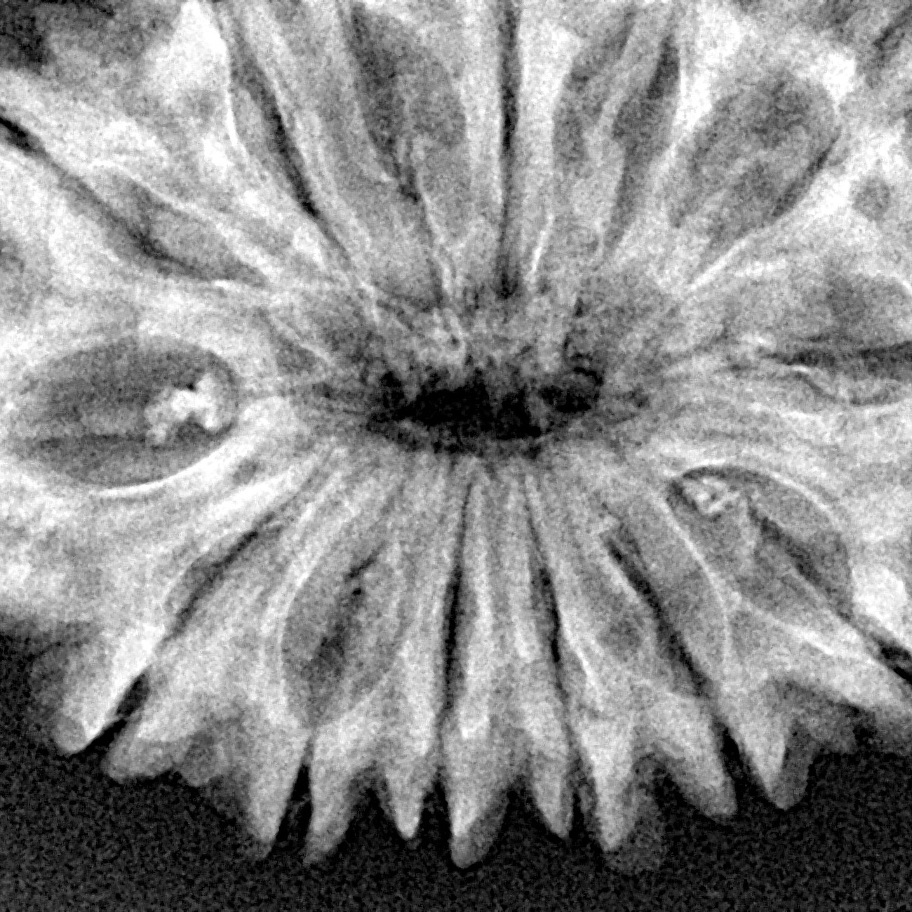 14 Mukhi Rudraksha 33.7mm 6.35gm - Xray