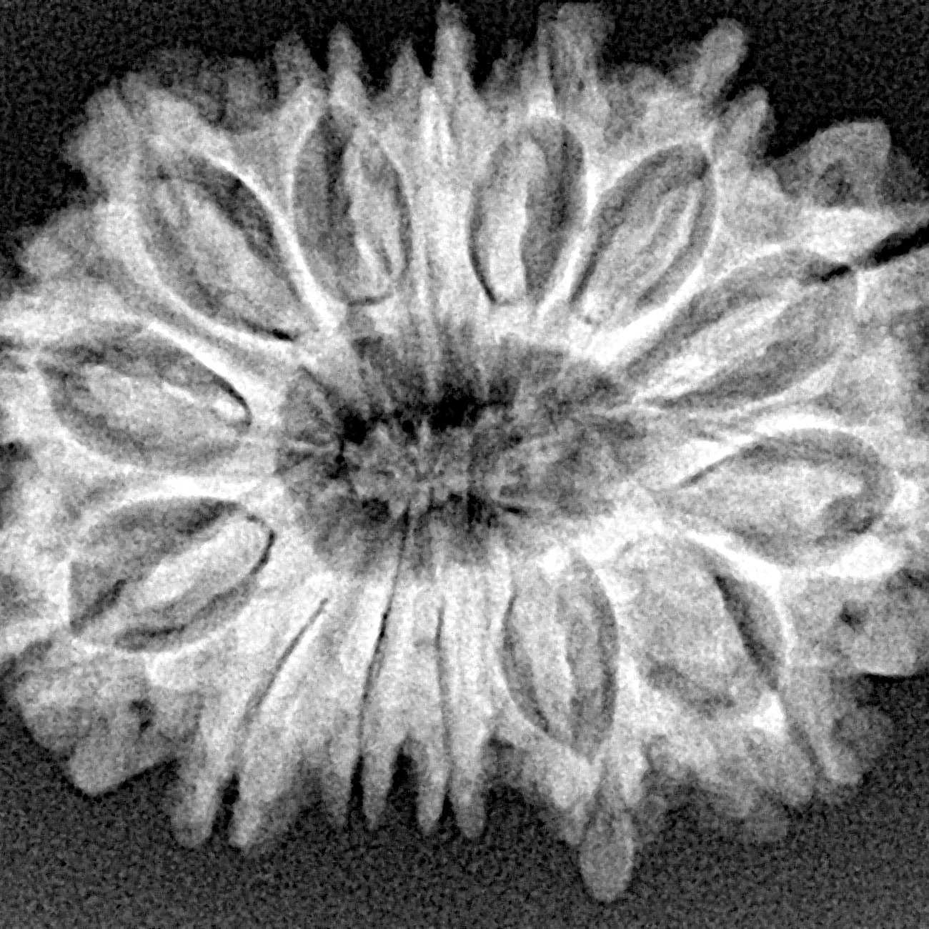 14 Mukhi Rudraksha 29.8mm 5gm - Xray