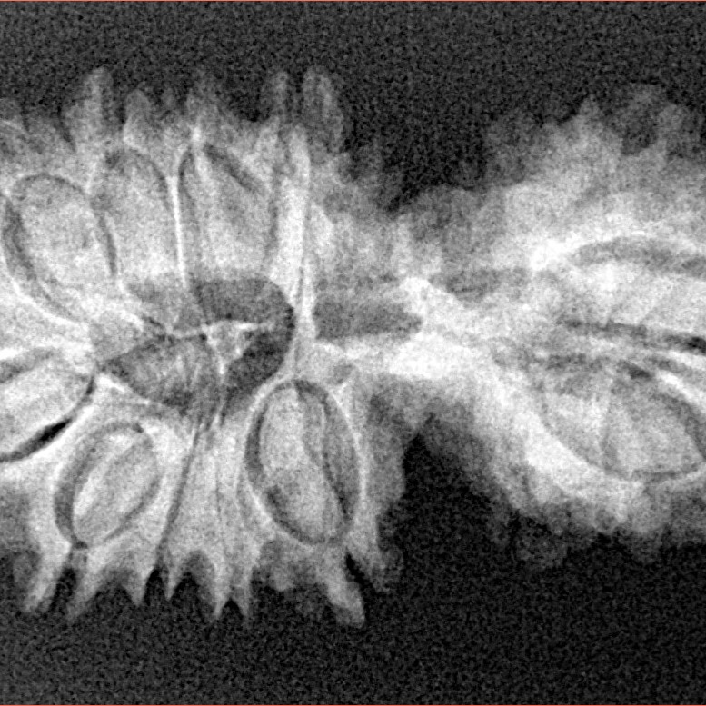 17 Mukhi Gaurishankar 34mm 4.38gm - Xray
