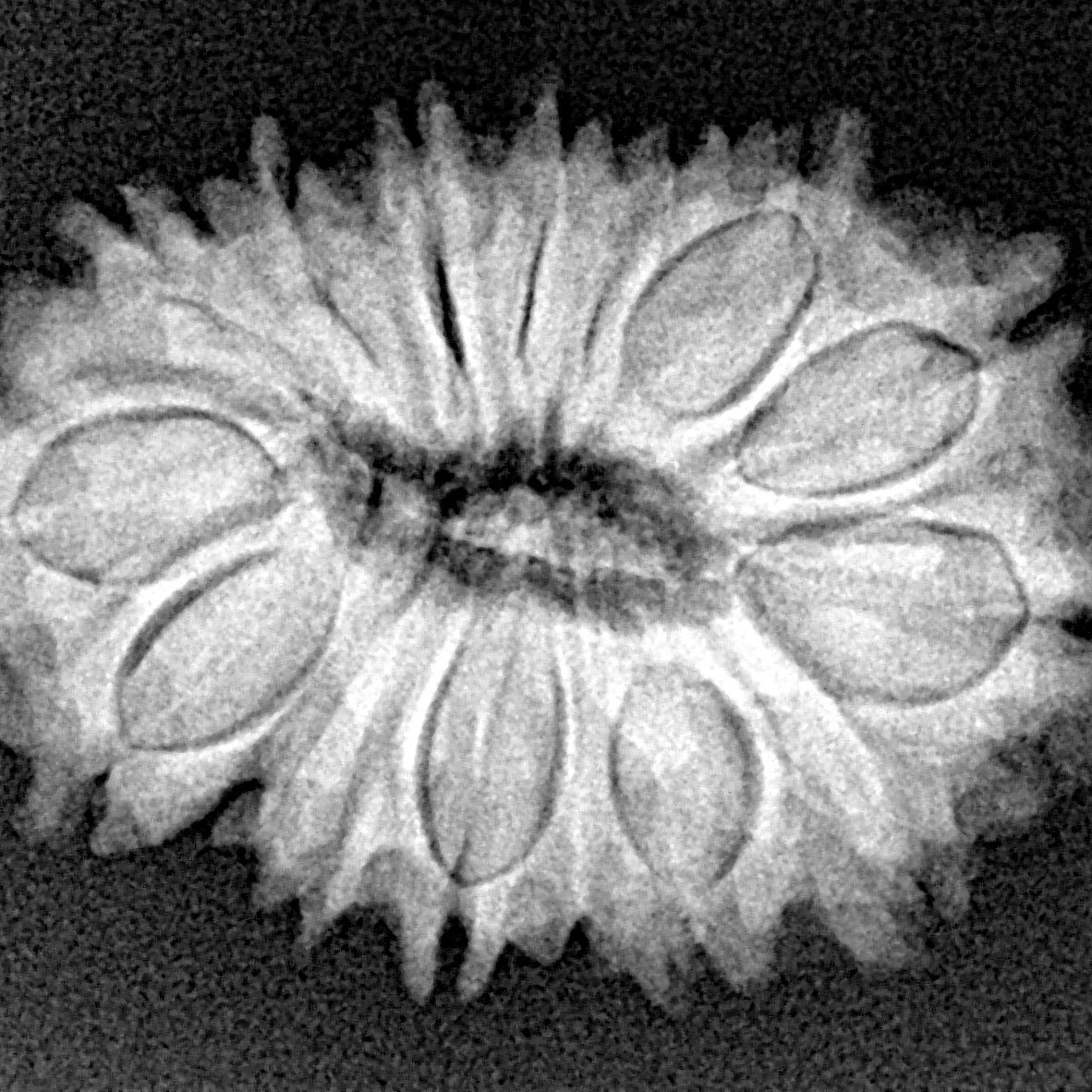 16 Mukhi Rudraksha 27.5mm 3.75gm - Xray
