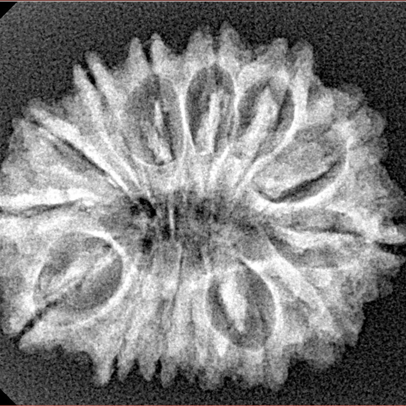 14 Mukhi Rudraksha 27.2mm 3.55gm - Xray