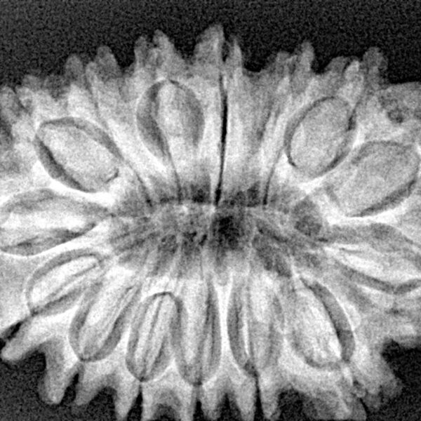 15 Mukhi Rudraksha 33.2mm 5.76gm - Xray