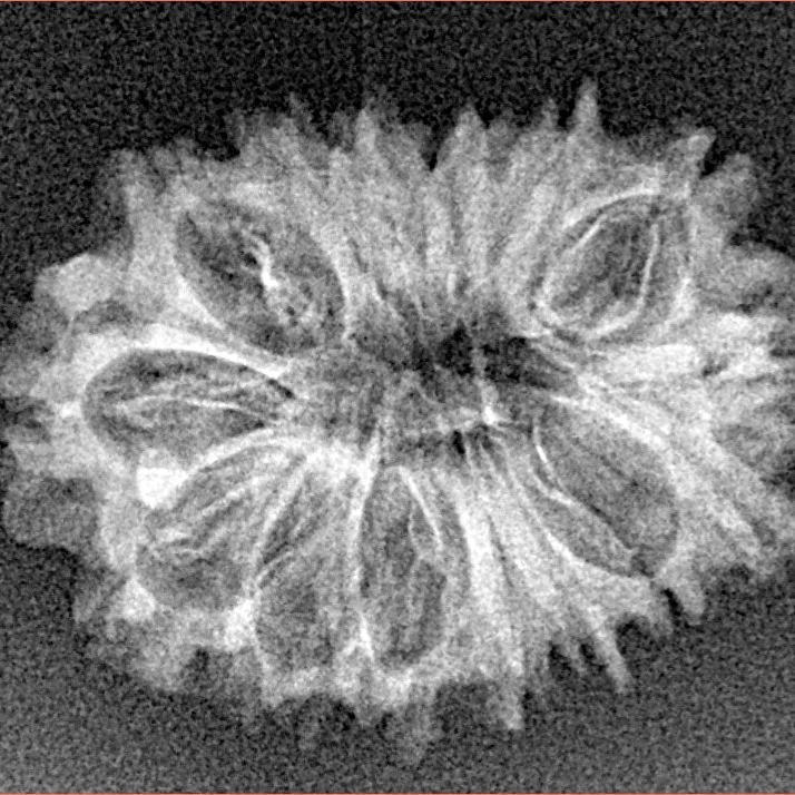 16 Mukhi Rudraksha 25.4mm 2gm - Xray