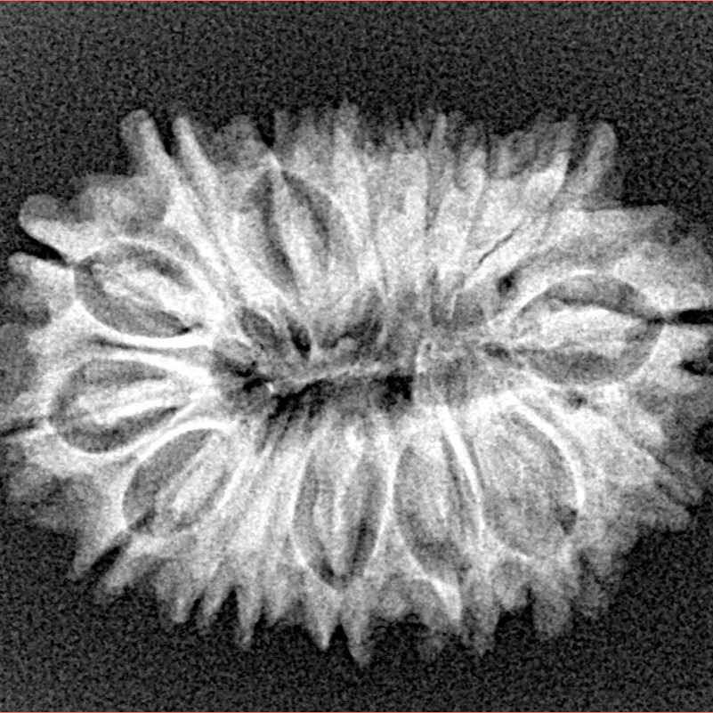 16 Mukhi Rudraksha 27.1mm 3.46gm - Xray