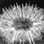 14 Mukhi Rudraksha 32.2mm 6.26gm - Xray