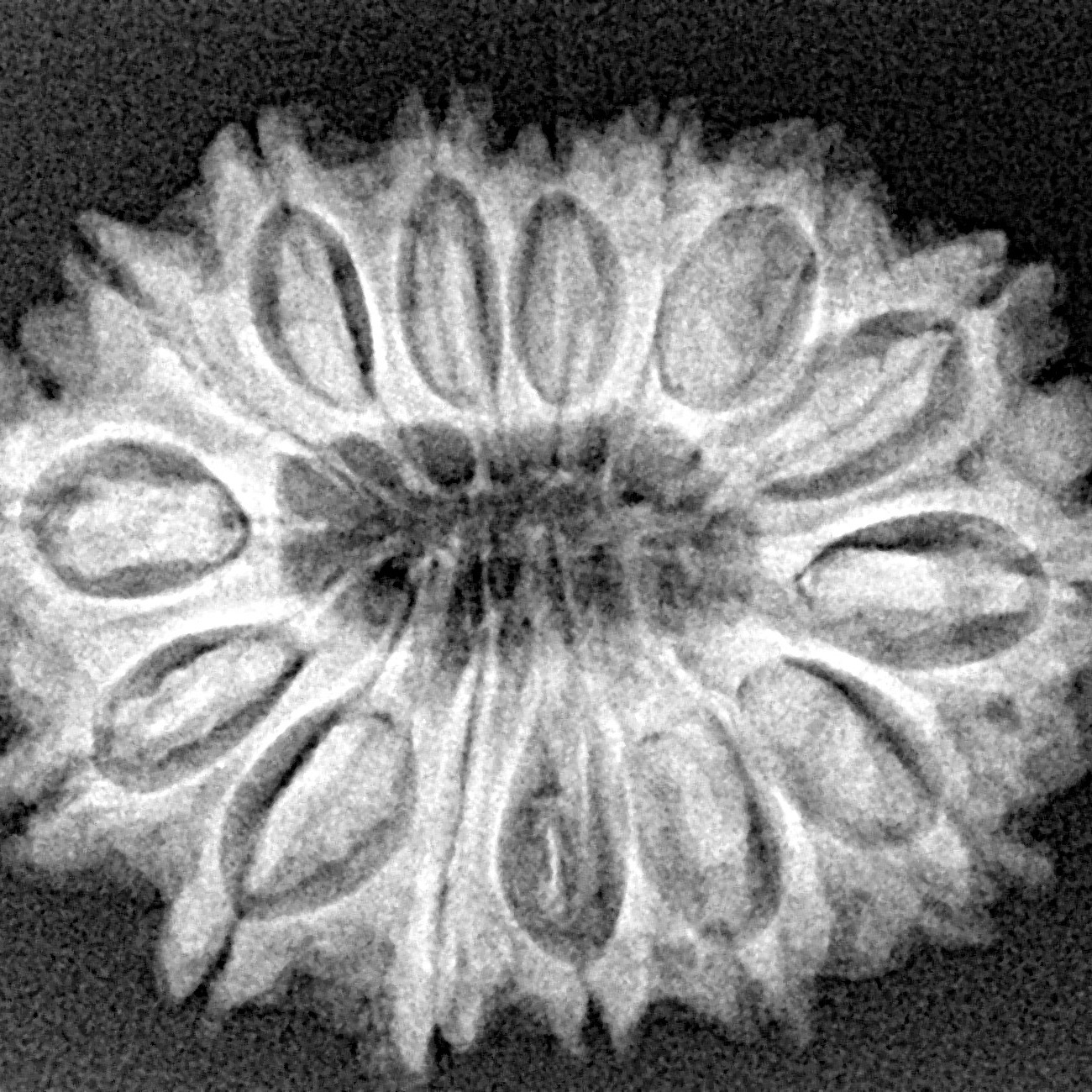 15 Mukhi Rudraksha 28.7mm 4.52gm - Xray