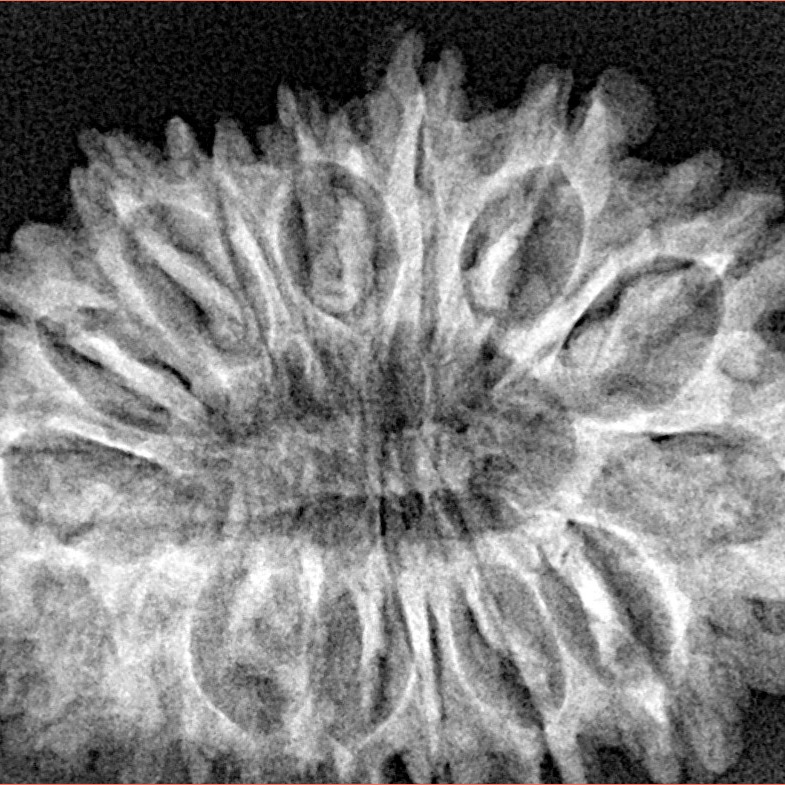 16 Mukhi Rudraksha 32.2mm 4.89gm - Xray