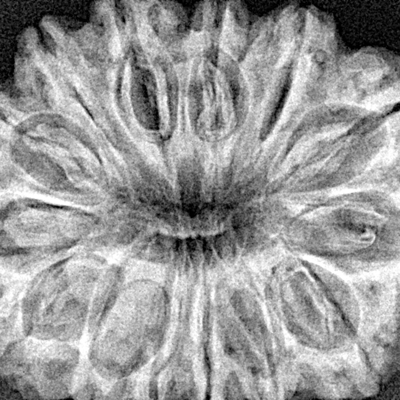 14 Mukhi Rudraksha 32mm 4.83gm - Xray