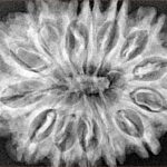 14 Mukhi Rudraksha 32.6mm 6.48gm - Xray