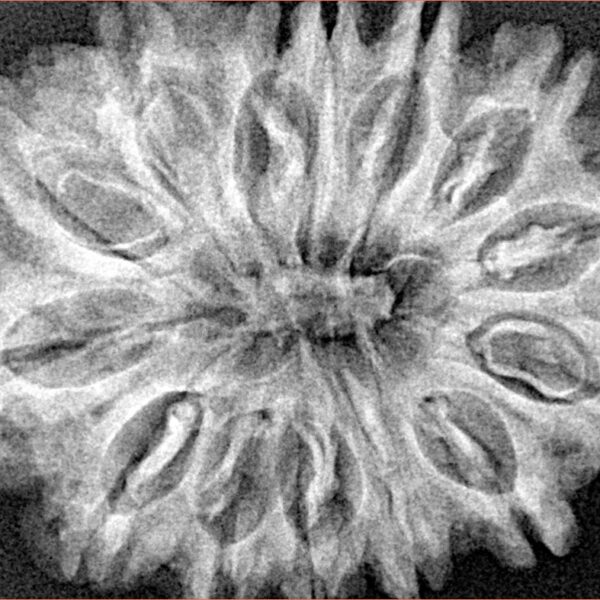 14 Mukhi Rudraksha 32.6mm 6.48gm - Xray