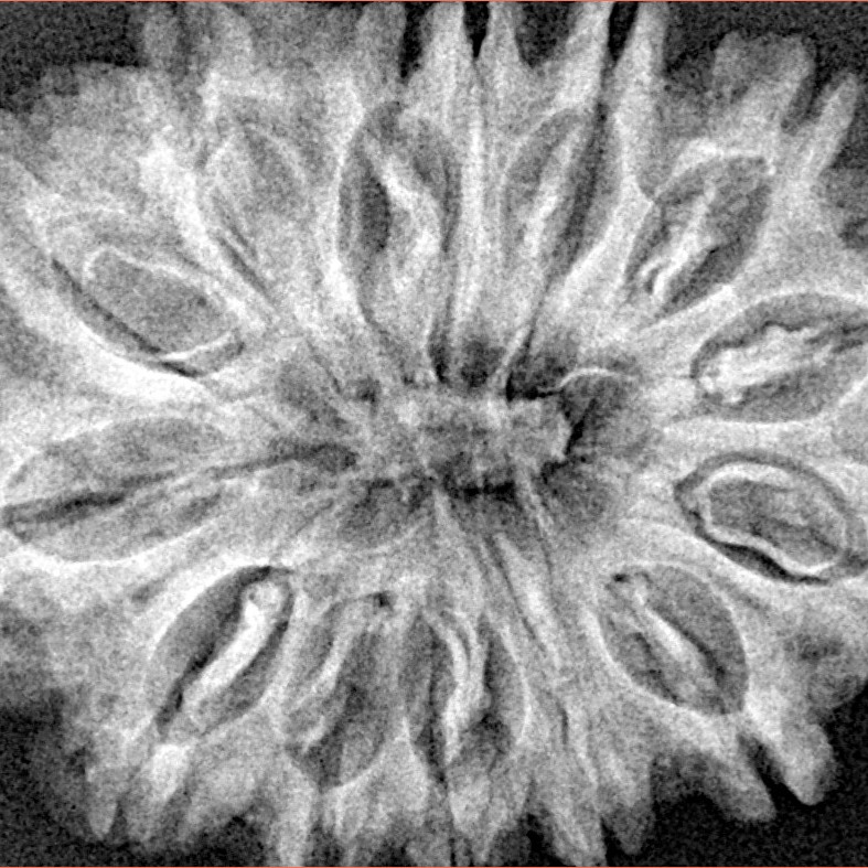 14 Mukhi Rudraksha 32.6mm 6.48gm - Xray
