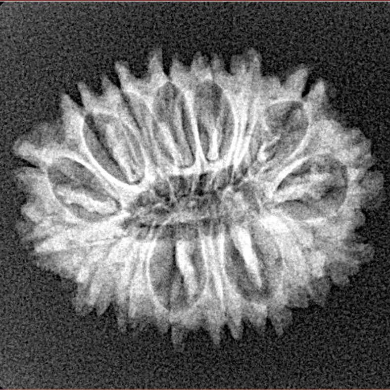 16 Mukhi Rudraksha 23.8mm 2.67gm - Xray