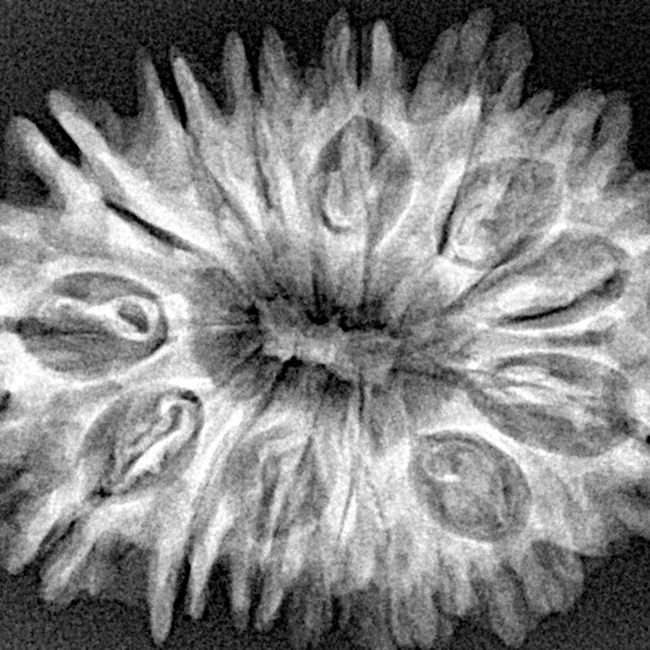 15 Mukhi Rudraksha 32.2mm 5.42gm - Xray