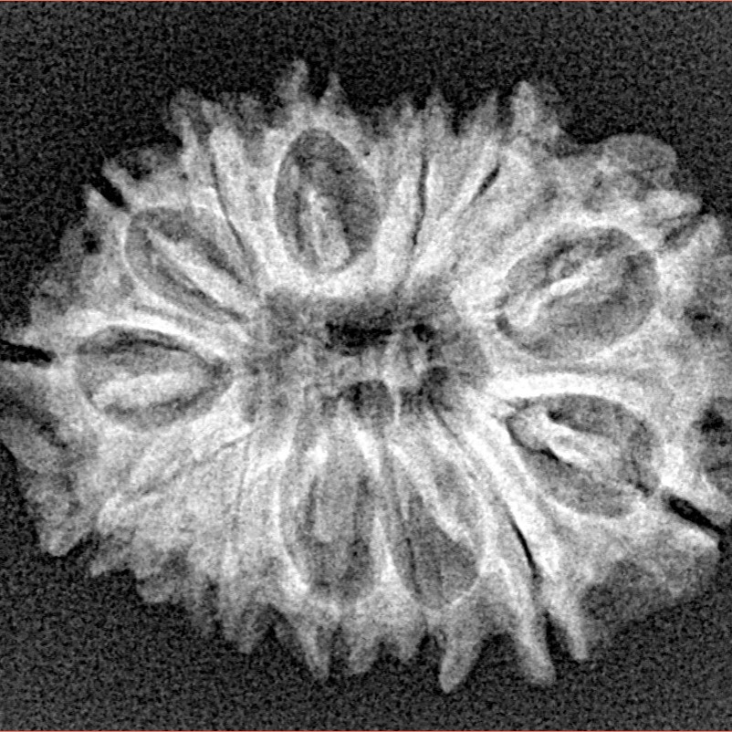 14 Mukhi Rudraksha 26.9mm 3.24gm - Xray