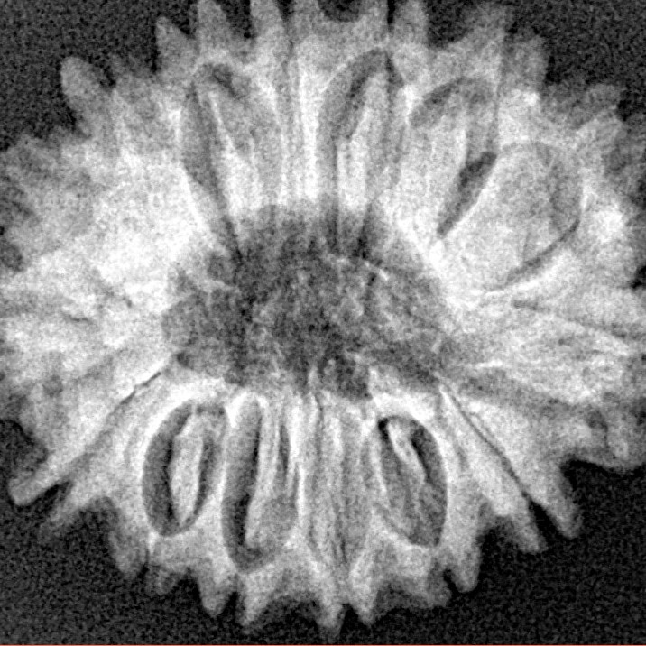 15 Mukhi Rudraksha 26.5mm 4.16gm - Xray