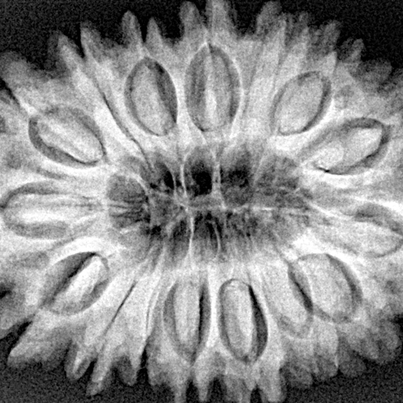 16 Mukhi Rudraksha 33mm 6.77gm - Xray
