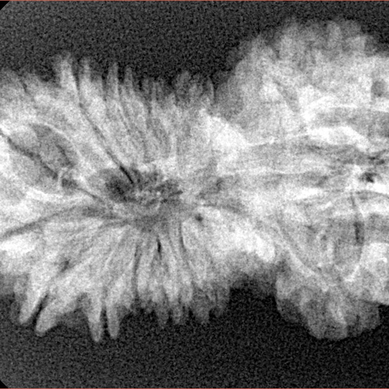 17 Mukhi Gaurishankar 34.6mm 5gm - Xray