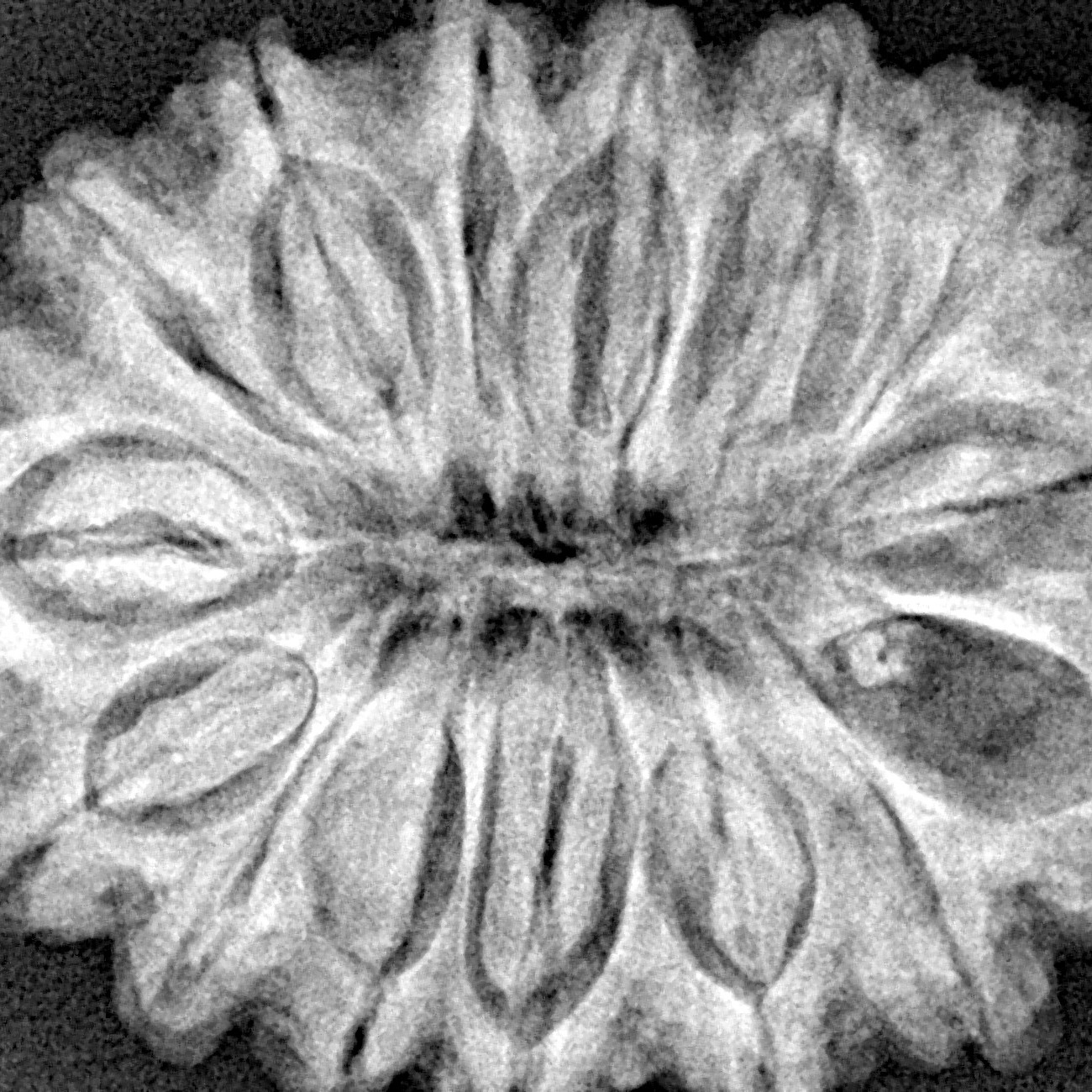 15 Mukhi Rudraksha 33.1mm 7.24gm - Xray