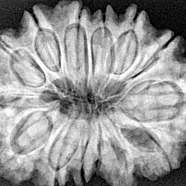 14 Mukhi Rudraksha 32.1mm 7gm - Origin: Nepal - Xray