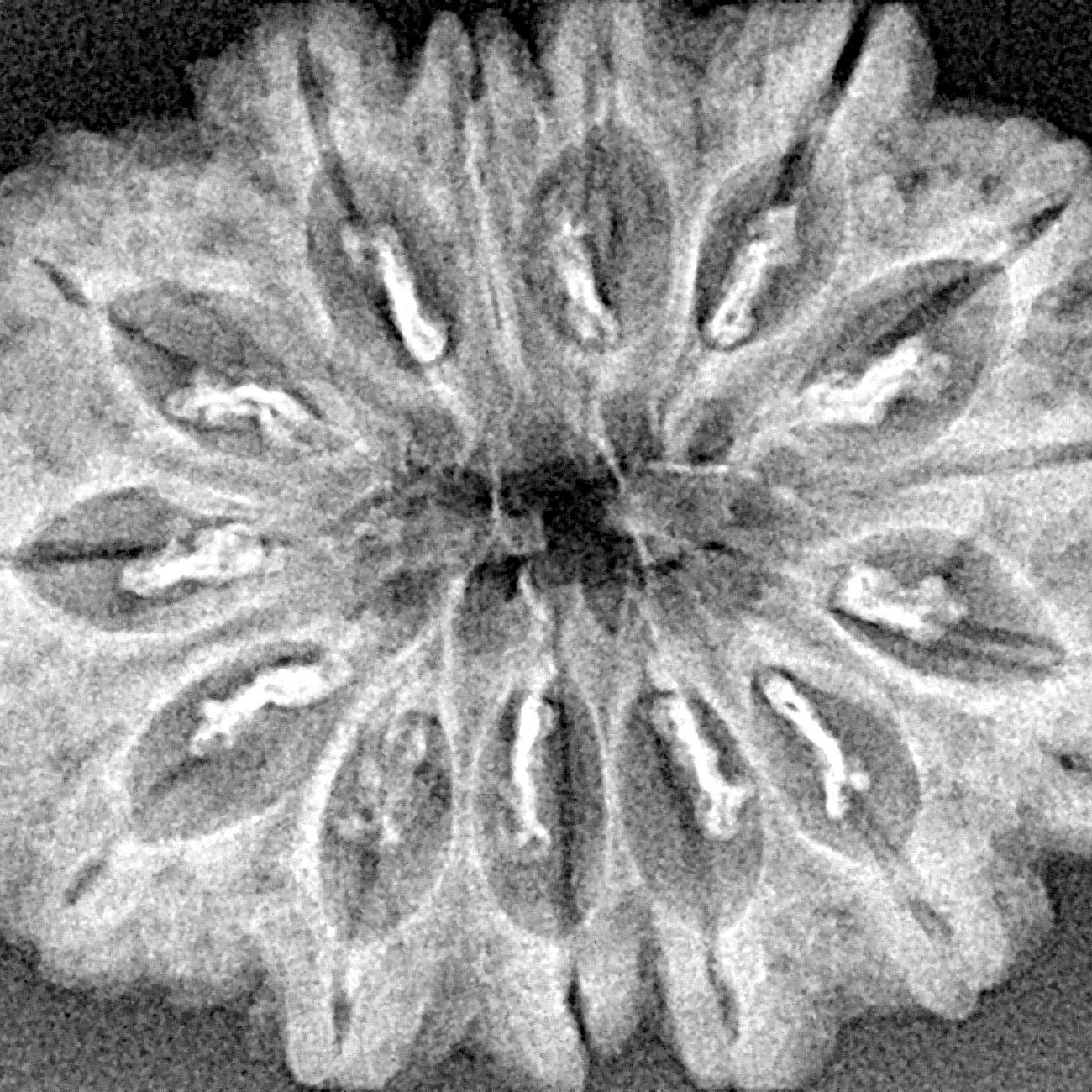 14 Mukhi Rudraksha 31.3mm 4.54gm - Xray