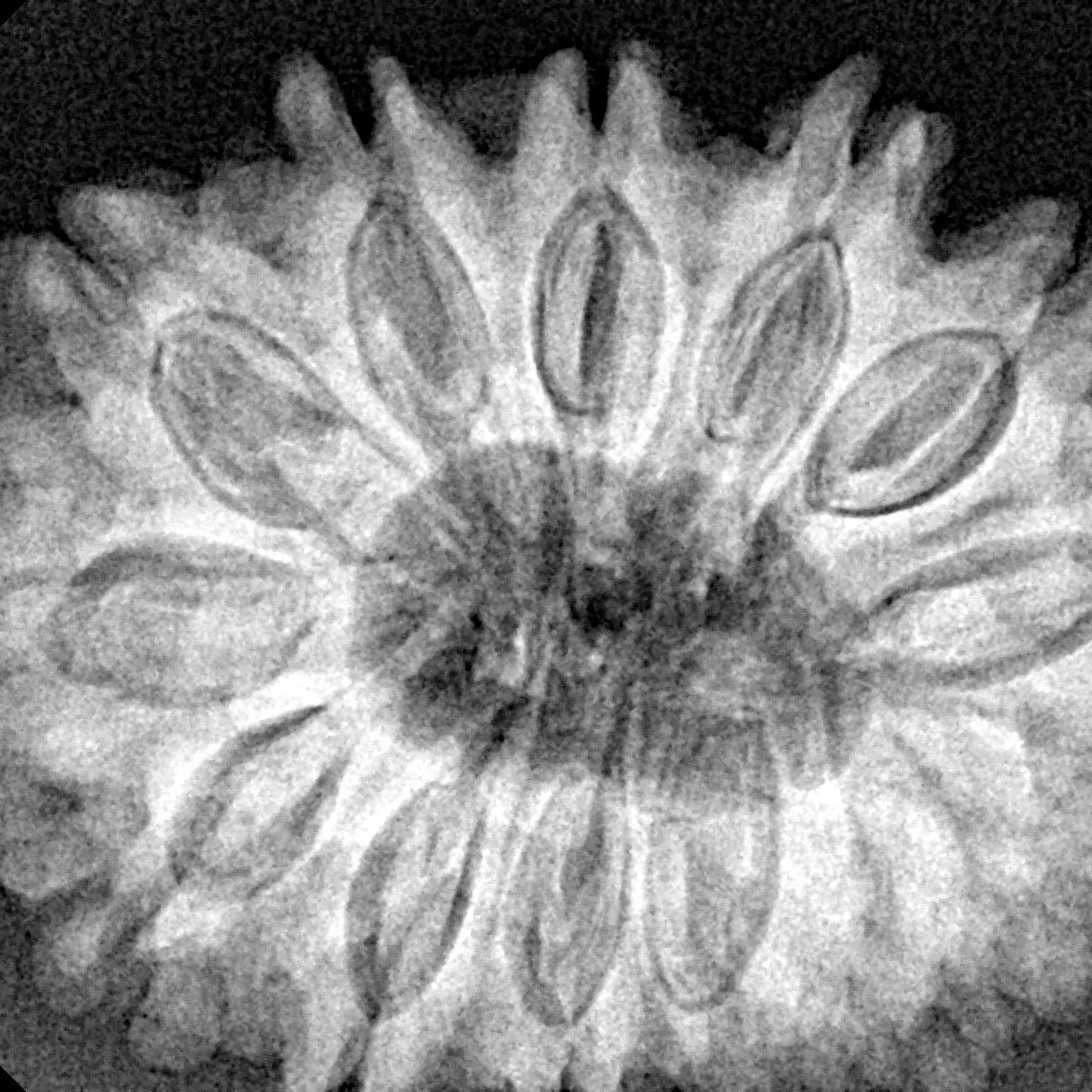 14 Mukhi Rudraksha 32.1mm 7gm - Xray