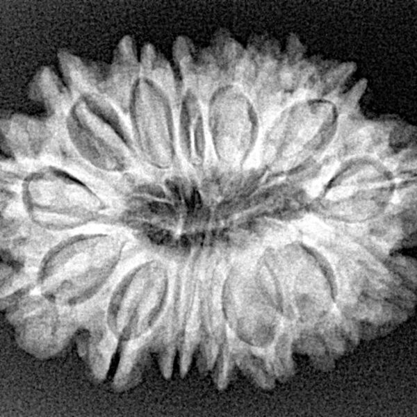 15 Mukhi Rudraksha 28.1mm 4.56gm - Xray