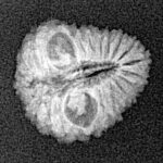 21 Mukhi Rudraksha 15.1mm 0.9gm - Xray