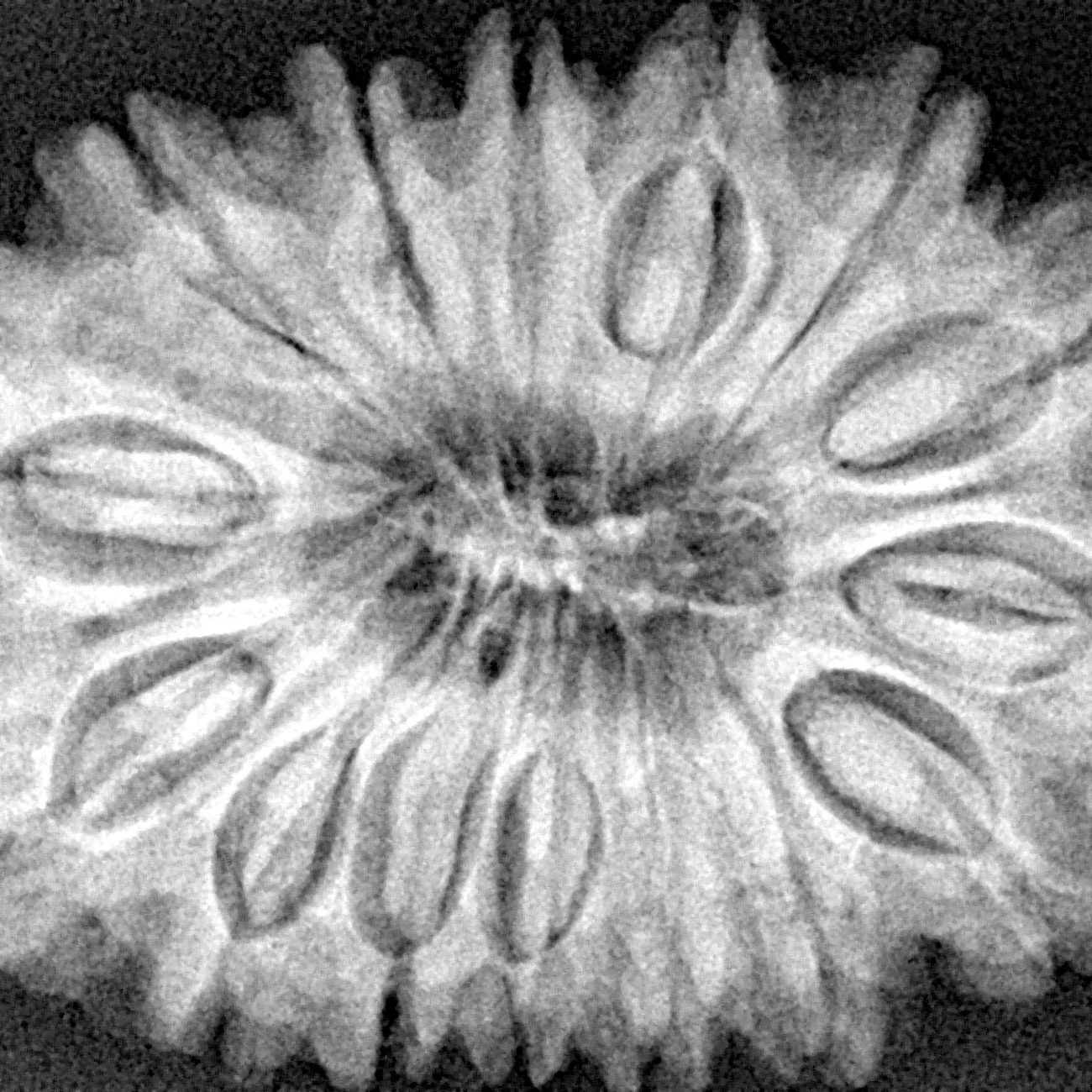 15 Mukhi Rudraksha 34.2mm 7.44gm - Xray