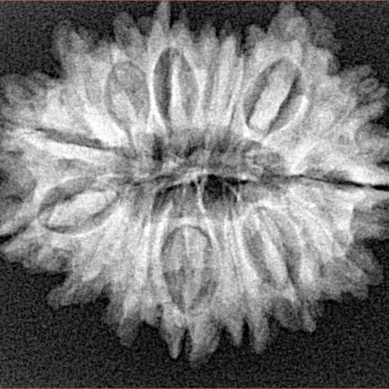 16 Mukhi Rudraksha 27.9mm 4.15gm - Xray