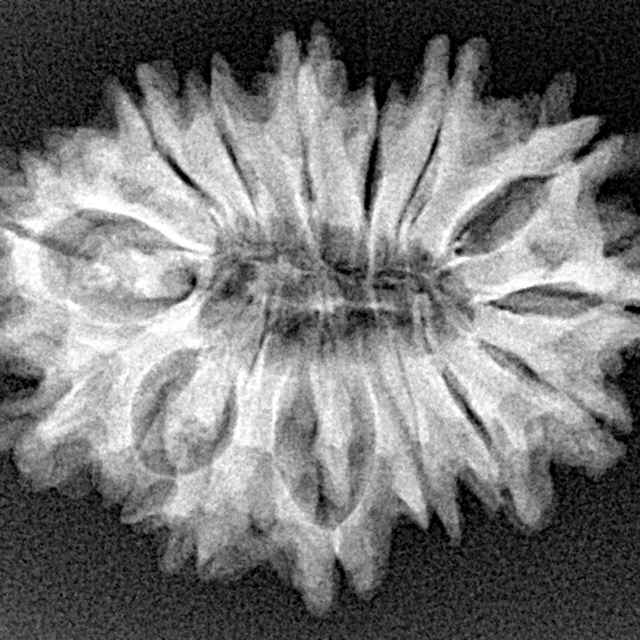 15 Mukhi Rudraksha 28.3mm 4.3gm - Xray