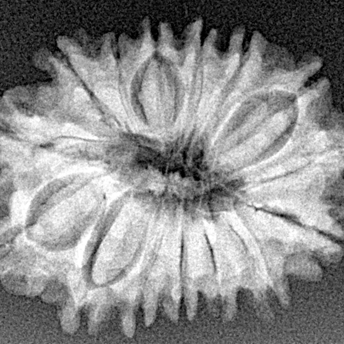 15 Mukhi Rudraksha 25.7mm 2.28gm - Xray