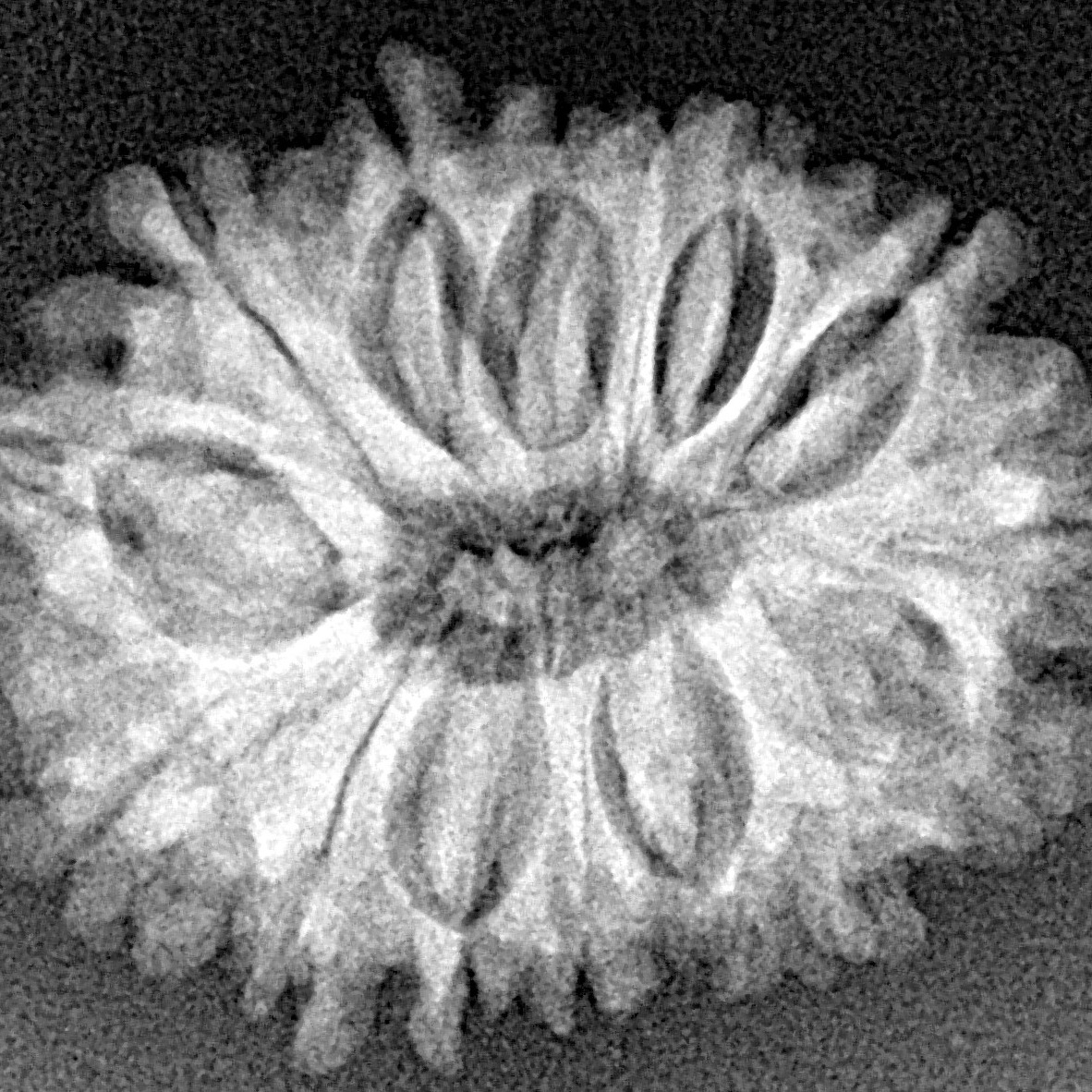 15 Mukhi Rudraksha 24.8mm 3.33gm - Xray