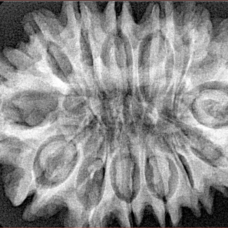 14 Mukhi Rudraksha 32.9mm 6.49gm - Xray